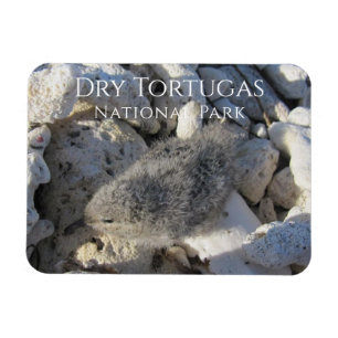 Ímã Tern Pintinho, Bush Key, Dry Tortugas National Par
