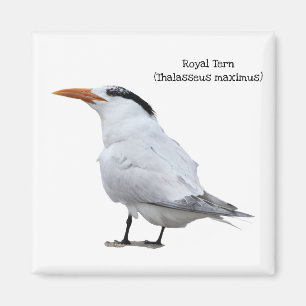 Imã Tern Real