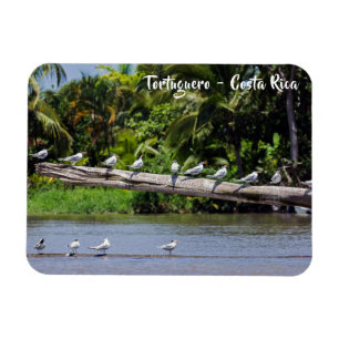 Ímã Terns reais, estuário do rio Tortuguero - Costa R