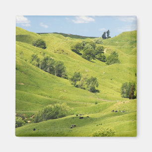 Imã Terra agrícola perto de Gisborne, Nova Zelândia