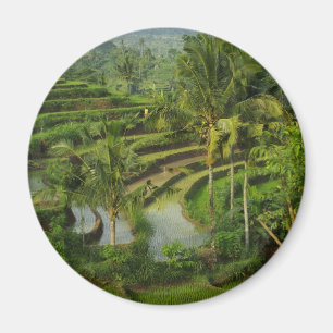 Imã Terraço Ricefield em Bali