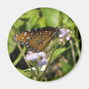 Imã Terras da borboleta em uma flor