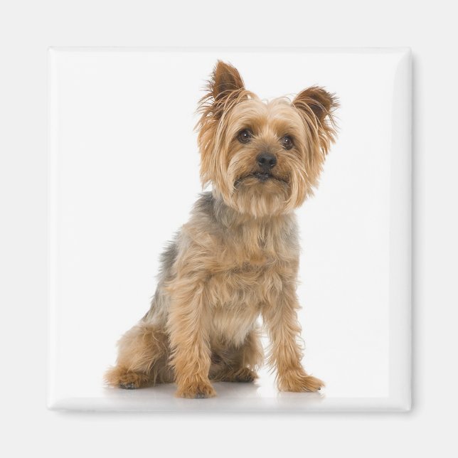 Imã Terrier (Frente)