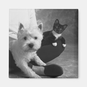 Imã Terrier branco e o gato compartilham do amor