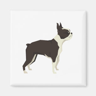Imã Terrier de Boston