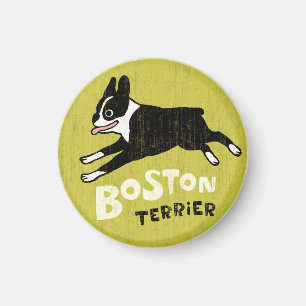 Imã Terrier de Boston