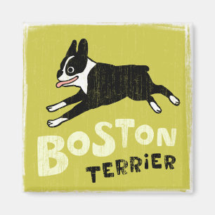 Imã Terrier de Boston