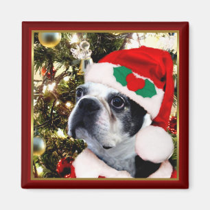 Imã Terrier de Boston do Natal