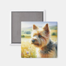 Terrier de Norwich