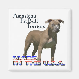 Imã Terrier de pitbull americanos: Ímã quadrado