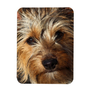 Ímã Terrier de seda australiano