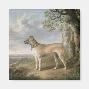 Imã Terrier em um trajeto em uma paisagem arborizada