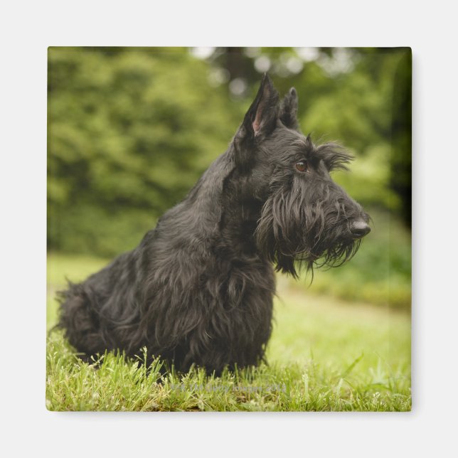 Imã Terrier escocês (Frente)