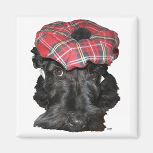 Imã Terrier Escocês em um Tam-o-Shanter