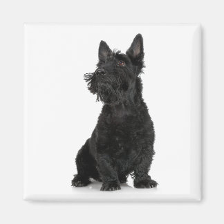 Imã Terrier Magnet escocês