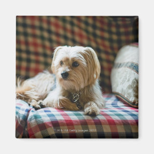 Imã Terrier que encontra-se em cobertura checkered