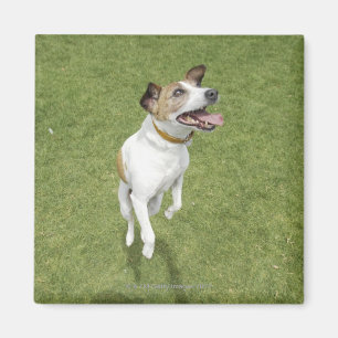 Imã Terrier que salta, vista elevado de Jack russell