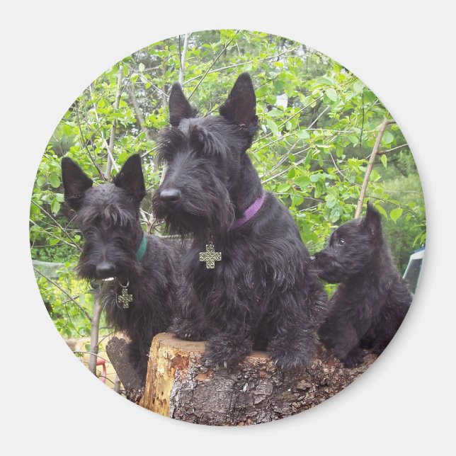 Imã Terriers escoceses (Frente)