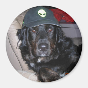 IMÃ TESLA O CÃO ESTRANGEIRO