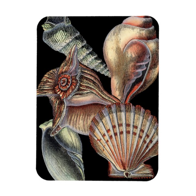 Ímã Tesouros do mar (Vertical)