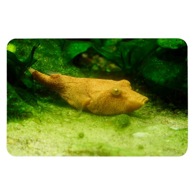 Ímã Tetraodon miurus (Horizontal)