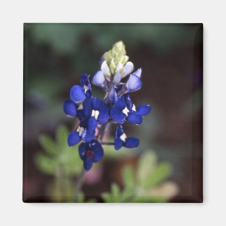 Imã Texas Bluebonnet - Lupinus texensis