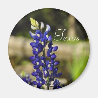 Imã Texas Bluebonnet Magnet