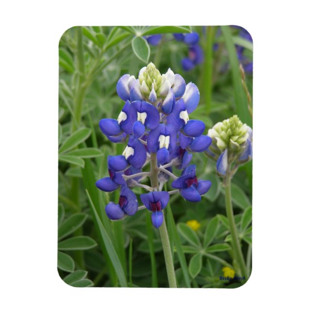 Ímã Texas Bluebonnet Magnet (Vertical)
