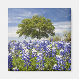 Imã Texas bluebonnets(lupinus texensis) e carvalho