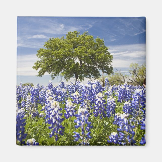 Imã Texas bluebonnets(lupinus texensis) e carvalho (Frente)