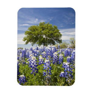 Ímã Texas bluebonnets(lupinus texensis) e carvalho
