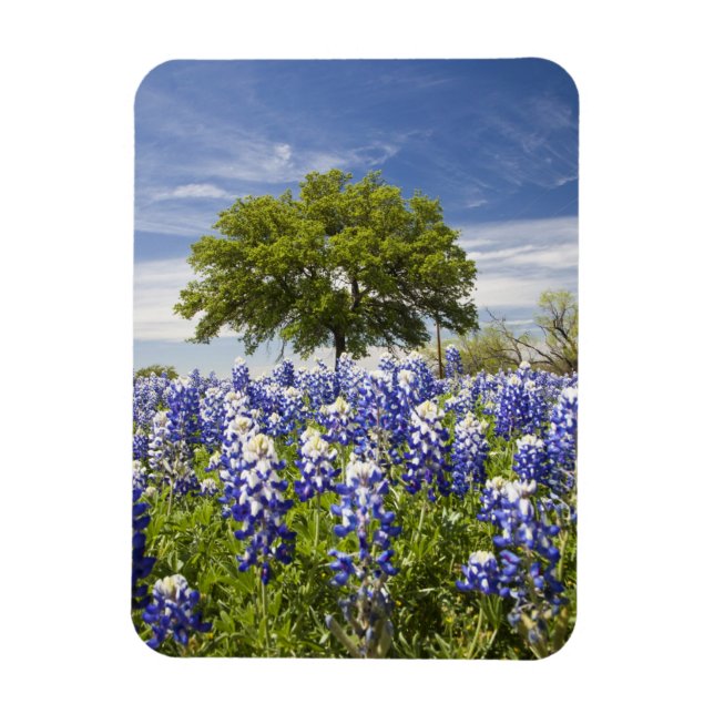 Ímã Texas bluebonnets(lupinus texensis) e carvalho (Vertical)
