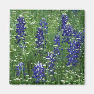 Imã Texas, Lago Buchanan. Texas Bluebonnet e Selvagem