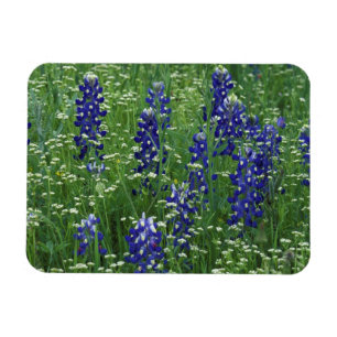 Ímã Texas, Lago Buchanan. Texas Bluebonnet e Selvagem