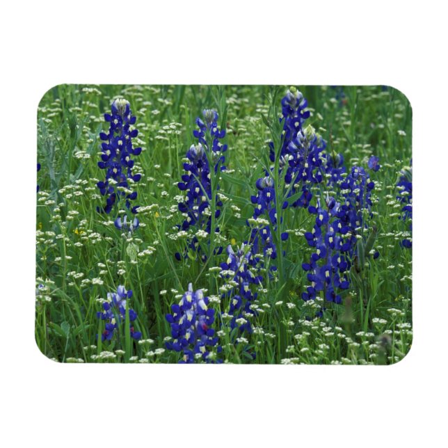 Ímã Texas, Lago Buchanan. Texas Bluebonnet e Selvagem (Horizontal)