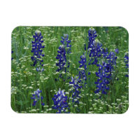 Texas, Lago Buchanan. Texas Bluebonnet e Wild