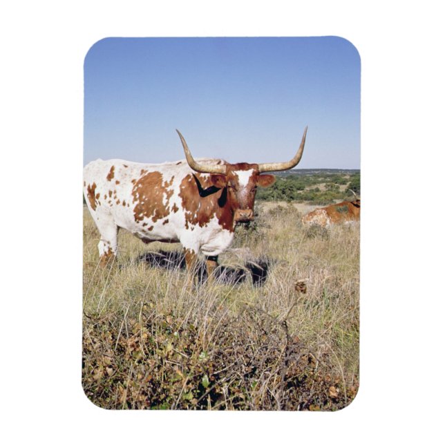 Ímã Texas Longhorn Breed (foto) (Vertical)