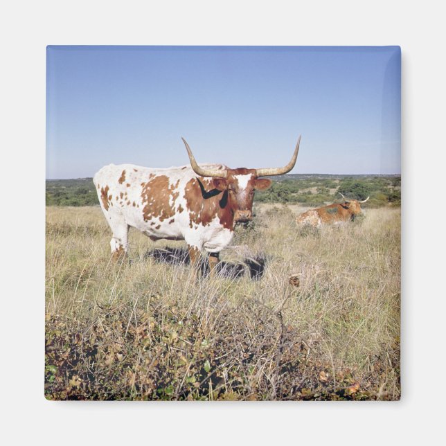 Imã Texas Longhorn Breed (foto) (Frente)