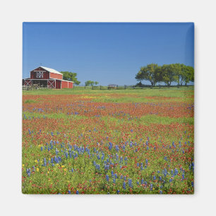 Imã Texas, Texas Hill Country, pincel de Texas