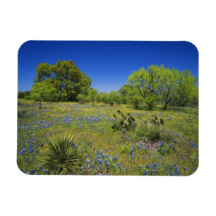 Ímã Texas, Texas Hill Country, Vesícula baixa,