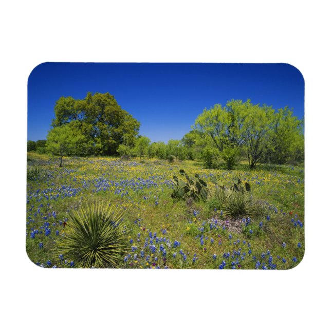 Ímã Texas, Texas Hill Country, Vesícula baixa, (Horizontal)