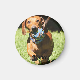 Imã Texto e Foto de Pet Personalizados