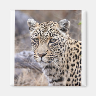 Imã Thandi - leopardo feminino