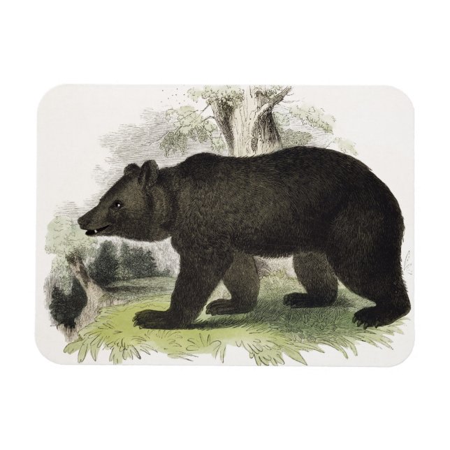 Ímã The Brown Bear, pub de ilustração educacional. (Horizontal)