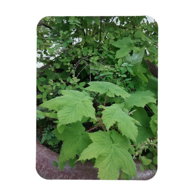 Ímã Thimbleberry (Vertical)