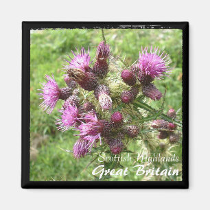 Imã Thistle, Scottish Highlands, Reino Unido (Magnet)
