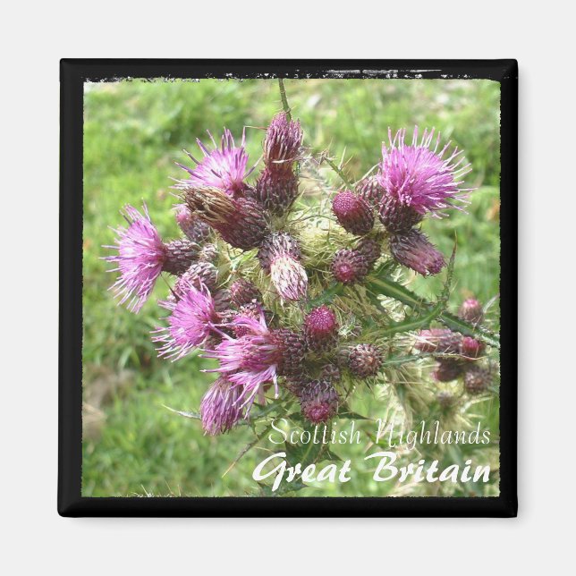 Imã Thistle, Scottish Highlands, Reino Unido (Magnet) (Frente)