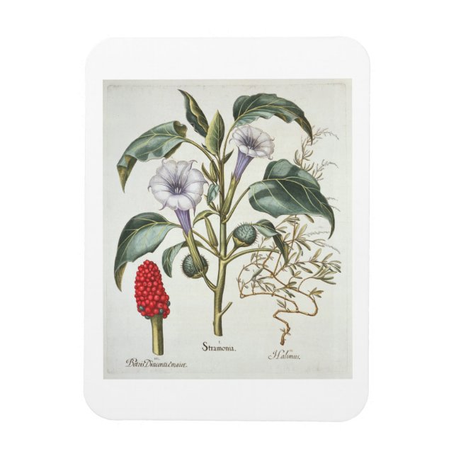 Ímã Thorn Apple, do "Hortus Eystettensis" de Bas (Vertical)