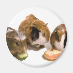 Imã three guinea pigs who eat,