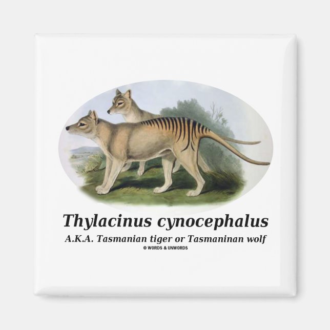 Imã Thylacinus cynocephalus (tigre ou lobo da Tasmânia (Frente)